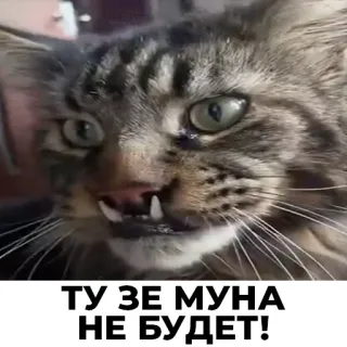 😠 ТУ ЗЕ МУНА НЕ БУДЕТ! chat, drôle, mème, animal, russe, texte telegram sticker