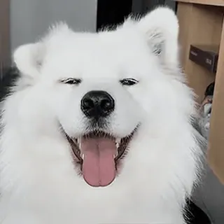 Video Stickers || @xxyuji telegram stickers