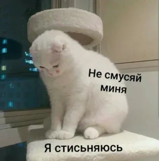 🥰 Не смущай меня
Я стисняюсь แมว, ขี้อาย, น่ารัก, สัตว์, สีขาว whatsapp sticker