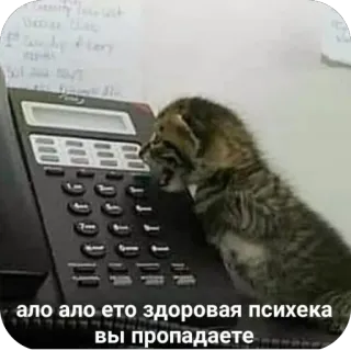 🫥 ало ало ето здоровая психика вы пропадаете telegram sticker