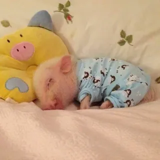 💘 поросёнок, свинья, животное, спящий, пижама, милый telegram sticker