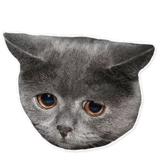 😔 cat, kitten, cute, grey, animal telegram sticker