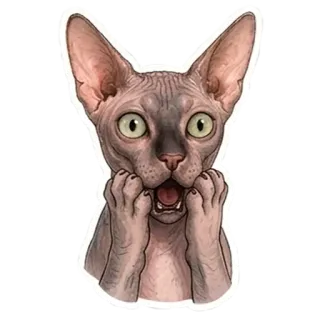 😲 Sphynx cat telegram sticker