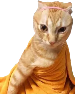 😍 kot, zwierzę, zwierzę domowe, pomarańczowy, ręcznik, kot domowy, opaska, słodki telegram sticker
