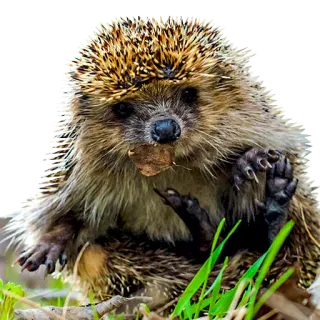 🙂 erizo, animal, fauna, naturaleza, lindo, pequeño, mamífero telegram sticker