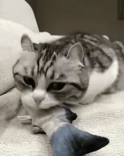 ❤️ 猫, 子猫, ペット, 動物, 可愛い, 飼い猫, ネコ科, 遊び好き telegram sticker