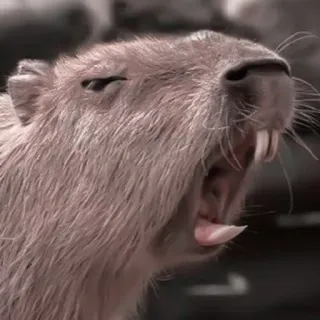 🪵 Capivara, Animal, Roedor, Mamífero, Bocejo, Dentes telegram sticker