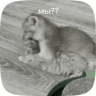 💕 мы?? 猫, 小猫, 问题, 动物, 可爱 telegram sticker
