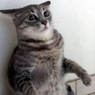 😳 猫, 動物, ペット, 衝撃, 面白い, 可愛い telegram sticker