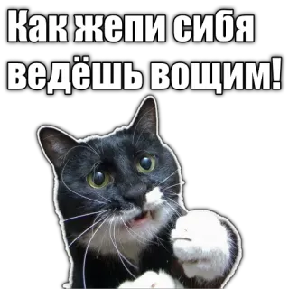 😮‍💨 Как жепи сибя ведёшь вощим! cat, animal, meme, russian, funny telegram sticker
