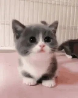🌟 cat, kitten, cute, animal, pet, baby, domestic telegram sticker