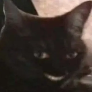 🐯 gatto, gatto nero, animale domestico, animale, gatto di casa telegram sticker