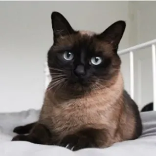 😶 кот, домашнее животное, животное, сиамский кот, домашняя кошка, кошачий telegram sticker