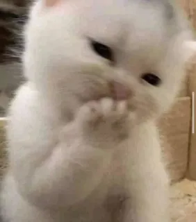 🤭 кот, котенок, белый, милый, животное, питомец telegram sticker