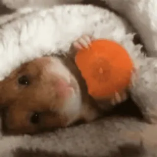 🐾 hamster, cenoura, fofo, animal, animal de estimação, roedor whatsapp sticker