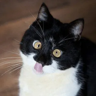 🐱 kucing, hewan, kucing tuxedo, hewan peliharaan, lucu, konyol whatsapp sticker