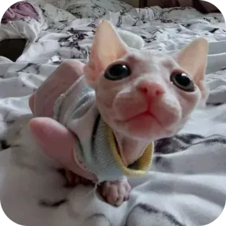 🐱 猫, スフィンクス猫, 無毛猫, ペット, 動物, かわいい, 家畜 whatsapp sticker