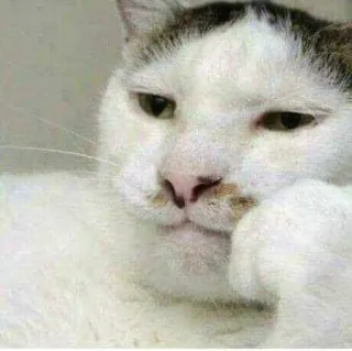 😐 猫, ペット, 動物, 哺乳類, 飼い猫, ネコ科, 白い猫 telegram sticker