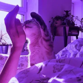 💈 가운데 손가락, 불쾌한, 제스처, 고양이, 손 telegram sticker