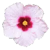 🌸