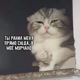 🤨 Scottish Fold cat ТЫ РАНИЛ МЕНЯ ПРЯМО СЮДА, В МОЁ МУРЧАЛО telegram sticker