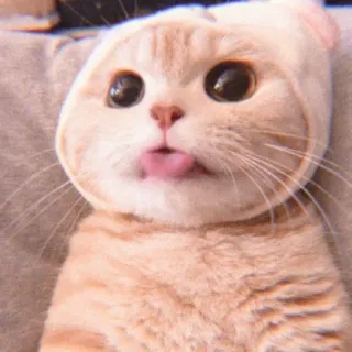 ☁️ kucing, lucu, lidah, binatang, hewan peliharaan, lucu telegram sticker
