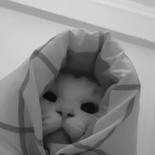 🐈‍⬛️ кот, плед, животное, милый, питомец, смешной telegram sticker