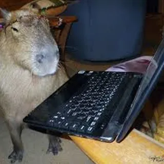 💻 Capybara, Tier, Laptop, Nagetier, süß, Internet, Arbeit whatsapp sticker