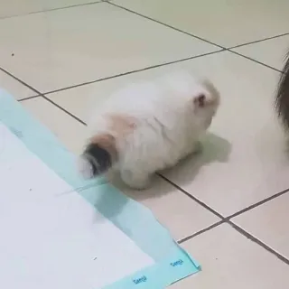 🫀 고양이, 애완동물, 동물, 흰색, 새끼 고양이 telegram sticker