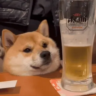 😃 Shiba Inu Asahi telegram sticker
