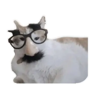 🥸 chat, lunettes, déguisement, drôle, animal, animal de compagnie telegram sticker