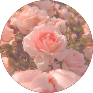 🌸 roses, flowers, pink, aesthetic, floral, nature, garden telegram sticker