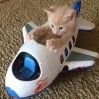 😁 kitten, cat, airplane, toy, pet, animal, cute telegram sticker