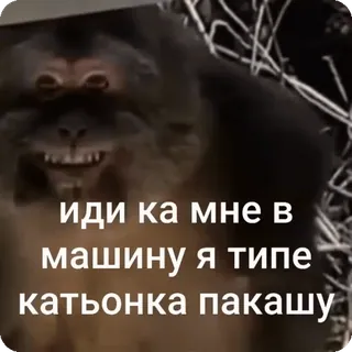 🌟 иди ка мне в машину я типе катъонка пакашу khỉ, Nga, động vật, meme, vui nhộn, nhãn dán telegram sticker