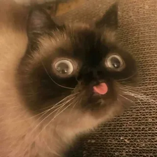😛 cat, animal, pet, funny, tongue, cute, silly, meme telegram sticker