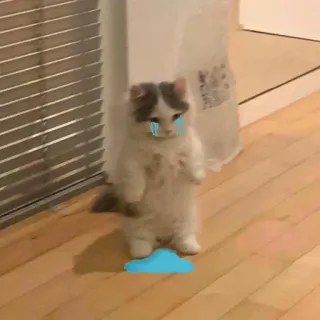 ‼️ Katze, traurig, weinen, Kätzchen, Tier, süß telegram sticker