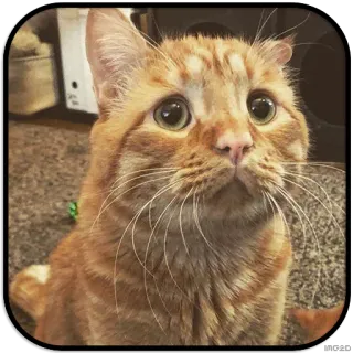 😟 chat, animal de compagnie, animal, chat roux, chat domestique, mignon whatsapp sticker
