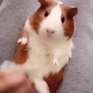 🐹 guinea pig, pet, animal, rodent, cute telegram sticker