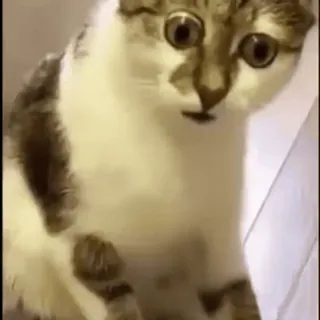 😳 cat, pet, animal, surprised, meme, funny telegram sticker