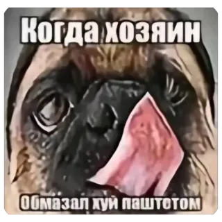 🫥 Когда хозяин обмазал хуй паштетом hond, mopshond, aanstootgevend whatsapp sticker