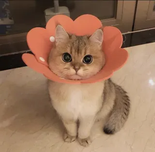 🤔 Katze, Kätzchen, Tier, süß, Augen, Haustier telegram sticker