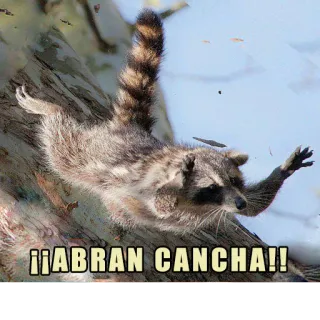 🥅 ¡¡ABRAN CANCHA!! rakun, binatang, lucu, meme, ruang terbuka whatsapp sticker