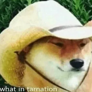 🤠 Doge what in tarnation doge, meme, dog, cowboy, hat telegram sticker