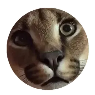 😳 Floppa cat, big floppa, meme, animal, caracal telegram sticker