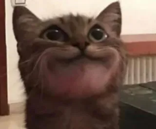 🌟 gatto, animale, meme, divertente, animale domestico, carino, gatto domestico telegram sticker