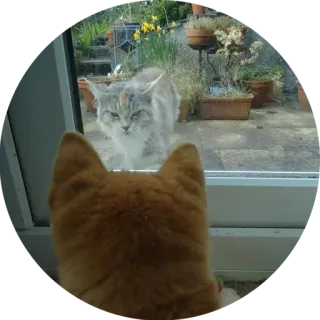 👫 猫, 動物, ペット, 窓, 家畜 telegram sticker
