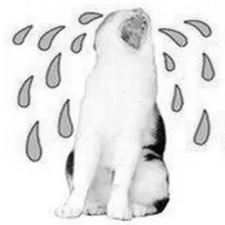 😩 猫, 泣く, 悲しい, 涙, 動物, ペット, 家畜 telegram sticker