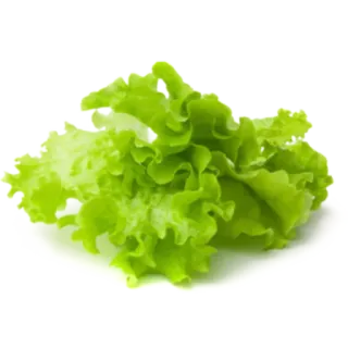 🍗 lechuga, verdura, ensalada, fresco, comida, verde telegram sticker