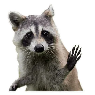 👋 telegram sticker