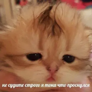 🥺 не судите строго я тока что проснулся kucing, anak kucing, lucu, mengantuk, teks Rusia telegram sticker